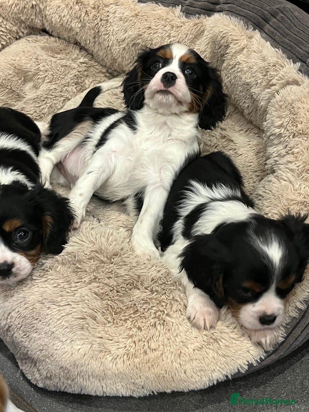 Cavalier King Charles Spaniel dogs for sale: Stunning Cavalier Puppies - Image 13
