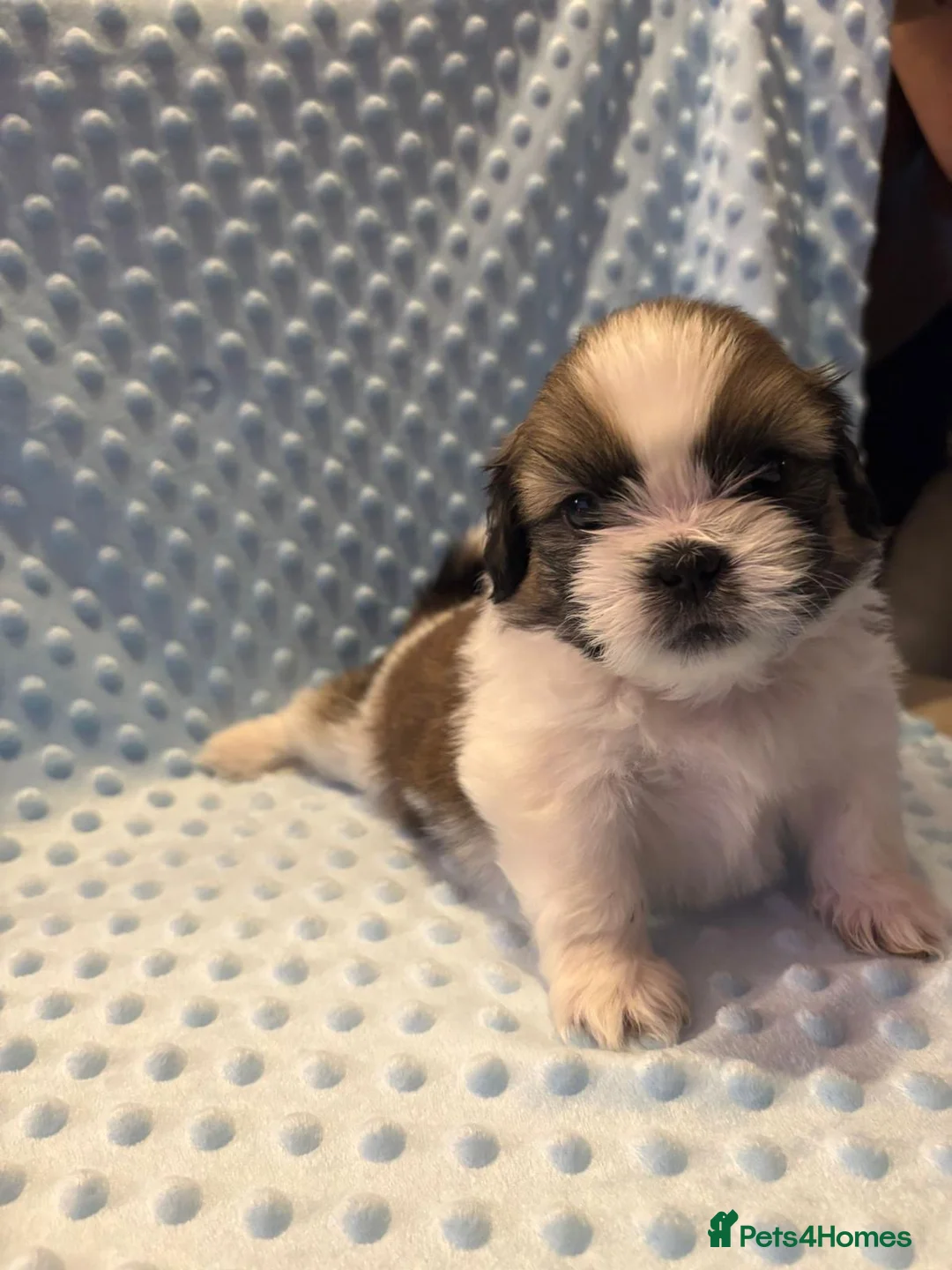Shih Tzu dogs for sale:  3 Shih tzu puppies for sale  in Coventry - Advert 2