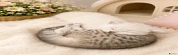 British Shorthair cats for sale: Champion British shorthair GCCF boy x1 girl x 1 - Advert 16