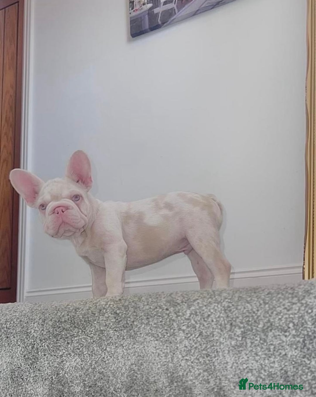 French Bulldog dogs for sale: KC reg 4 panel health test + DNA Male Frenchie Pup - Advert 21