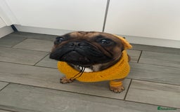 French Bulldog dogs for sale: French bulldog - Image 4