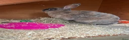 Rex rabbits for sale: Rex Boy Looking for a new home - Advert 2