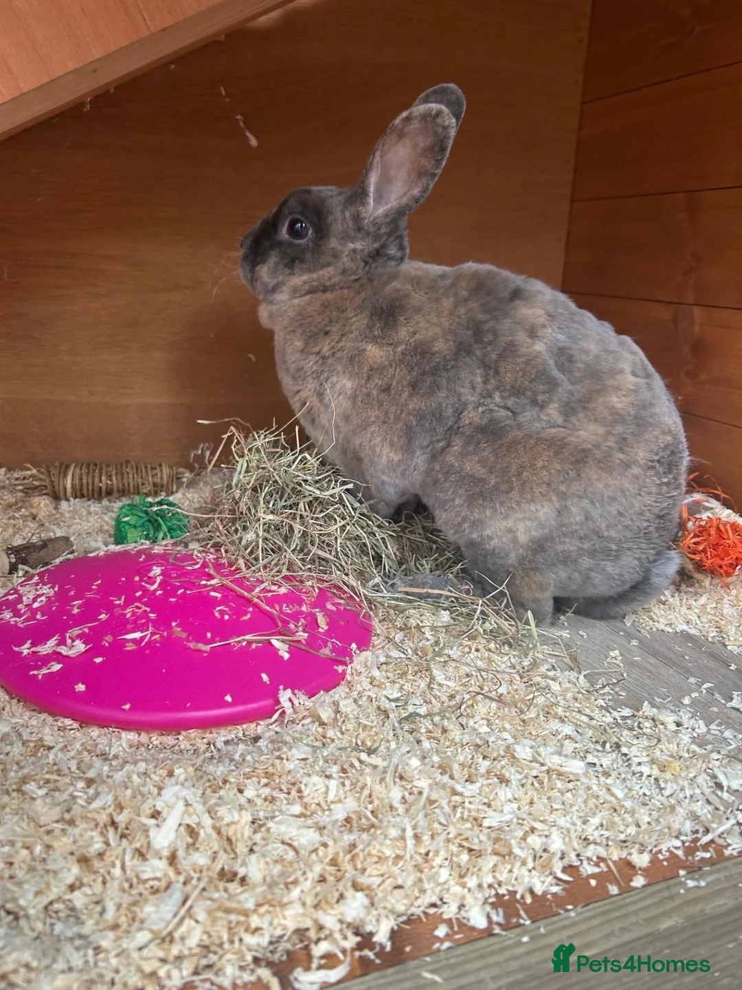Rex rabbits for sale: Rex Boy Looking for a new home - Advert 2