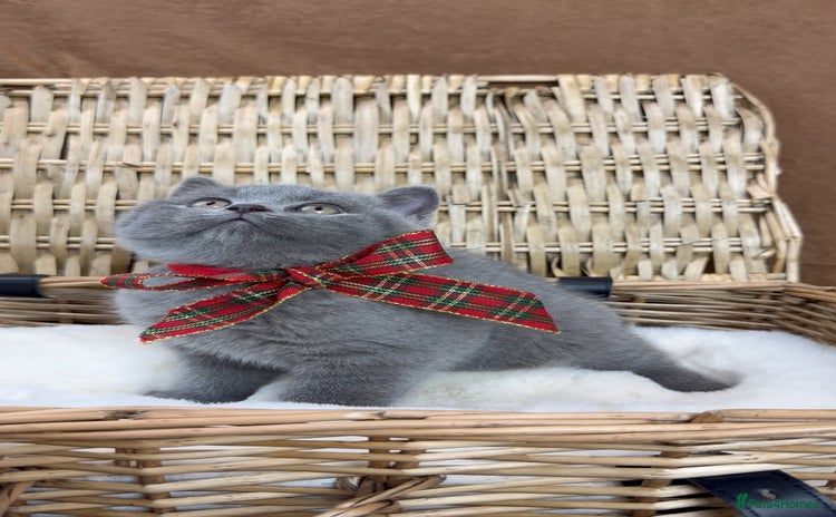 British Shorthair cats GCCF Health tested British Shorthaired kittens - Advert 9