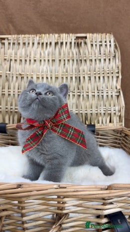 British Shorthair cats GCCF Health tested British Shorthaired kittens - Advert 9