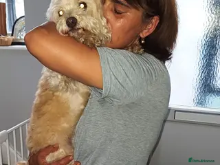 Bichon Frise dogs WALLACE 🌟 a Sensitive boy for a Safe, Loving Home - Advert 2