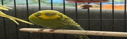 Budgerigars birds for sale: 🌈 Beautiful Budgies Looking for Loving Homes 🌈 - Advert 1
