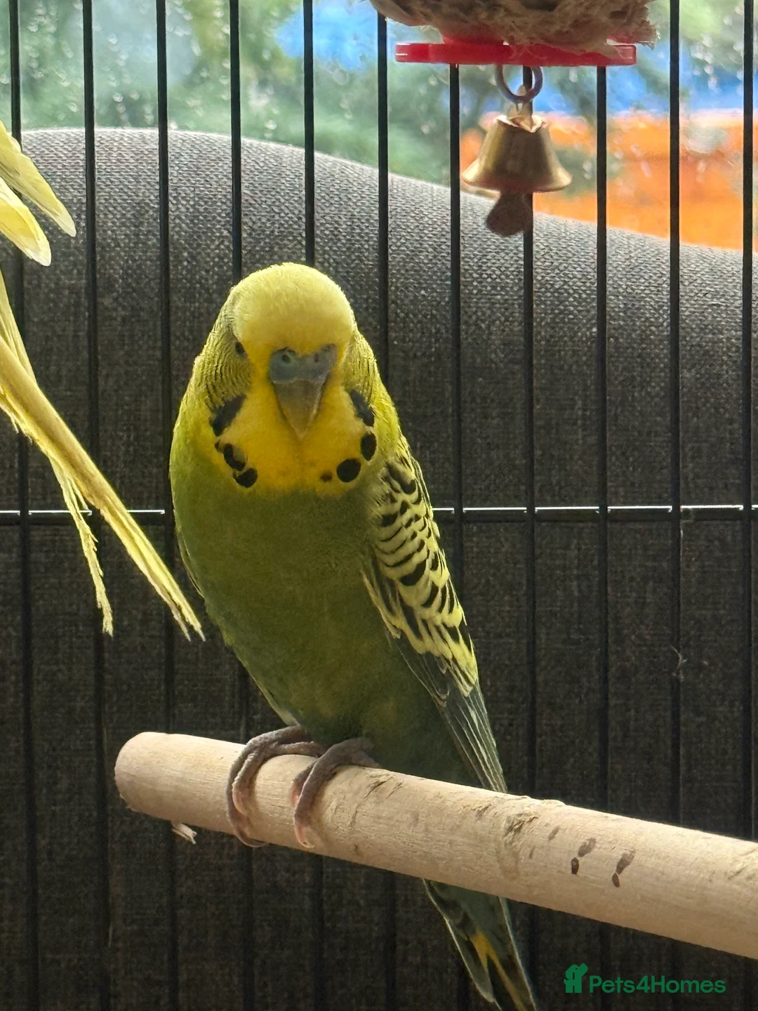 Budgerigars birds for sale: 🌈 Beautiful Budgies Looking for Loving Homes 🌈 - Advert 1
