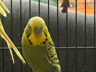 Budgerigars birds 🌈 Beautiful Budgies Looking for Loving Homes 🌈 - Advert 9
