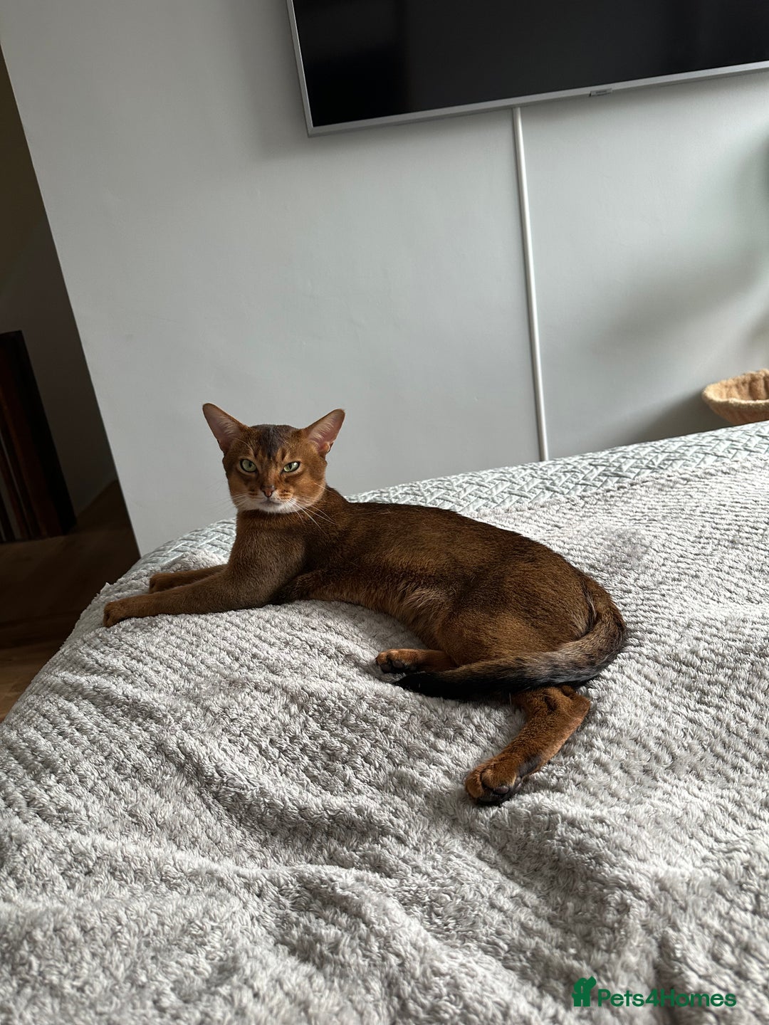 Abyssinian cats for stud: Champion line Aby boy for stud in Romford - Image 8