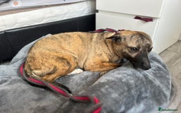 Mixed Breed dogs for adoption: Phoenix - Norwich Norfolk  - Image 3
