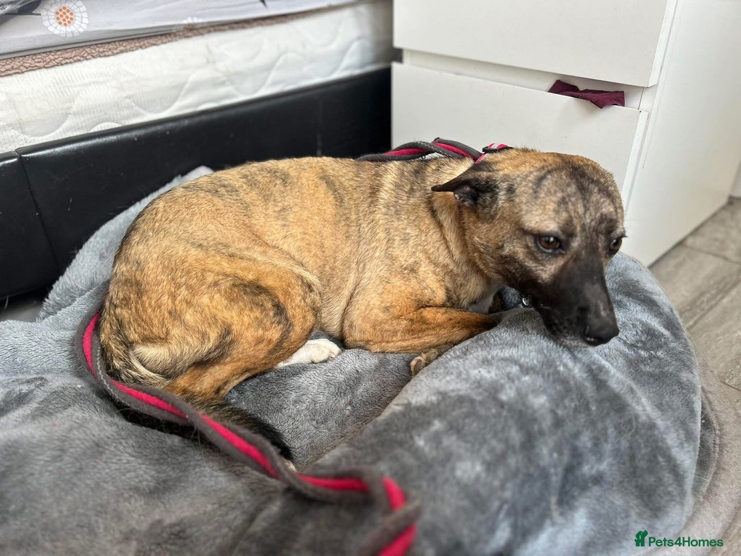Mixed Breed dogs for adoption: Phoenix - Norwich Norfolk  - Image 3