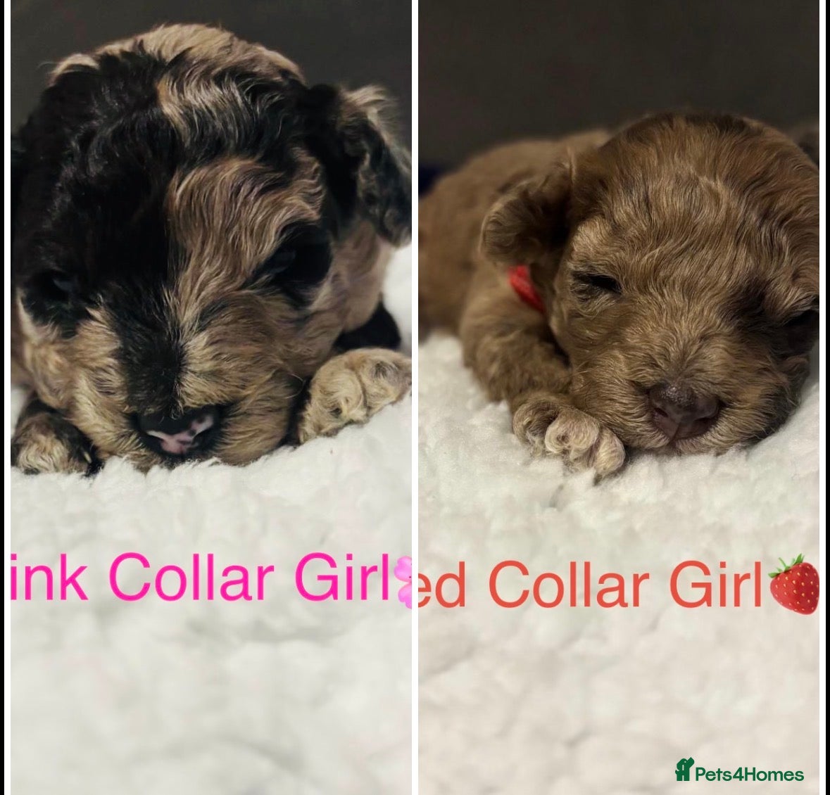 Cavapoo dogs BEAUTIFUL F1B CAVAPOO PUPPIES - Advert 12