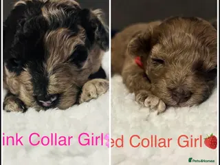 Cavapoo dogs BEAUTIFUL F1B CAVAPOO PUPPIES - Advert 12