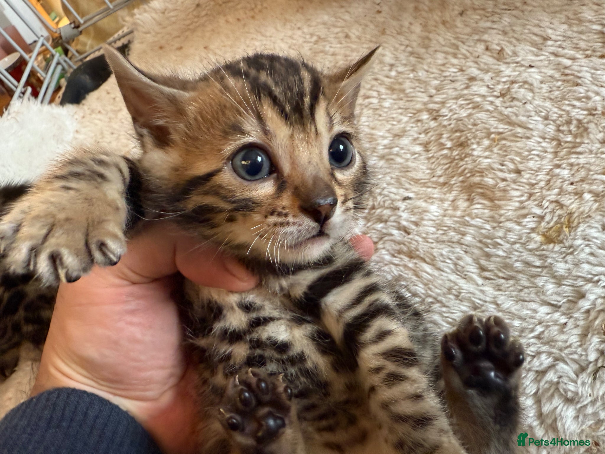 Bengal cats Outstanding Pedigree TICA Bengal Kittens - Advert 2