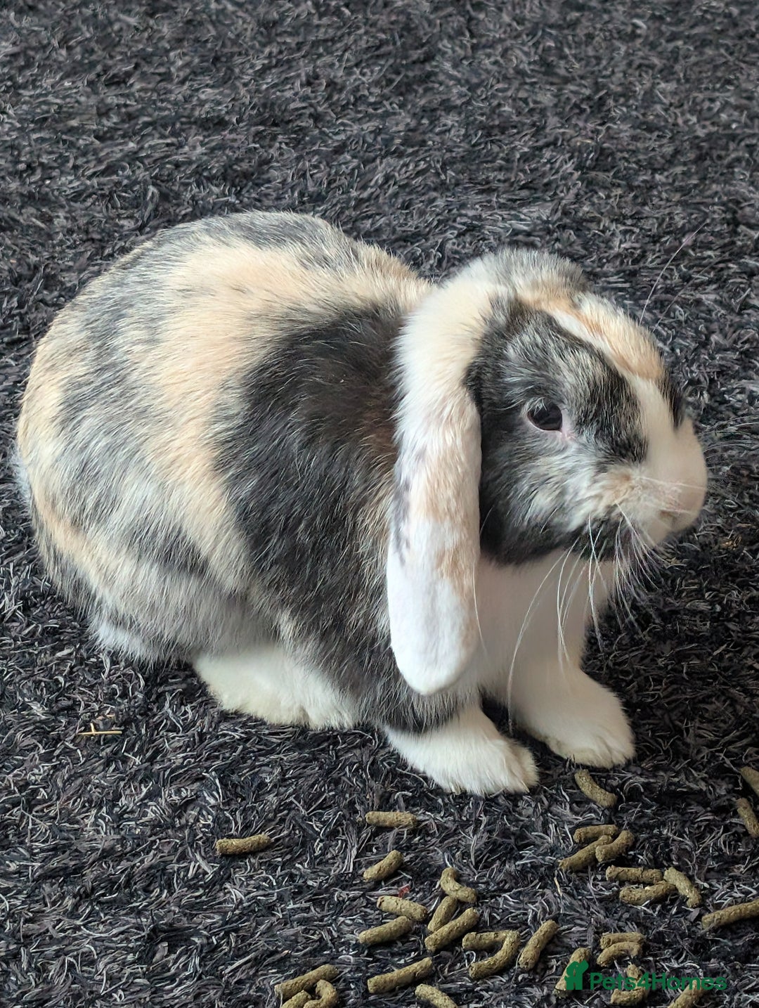 Harlequin rabbits for sale: 2 bonded harlequin males for sale - Advert 4