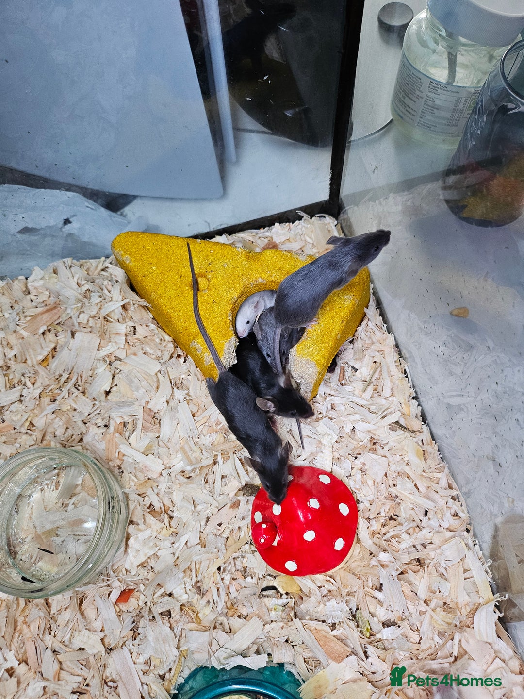 Mouse rodents for sale: Gorgeous little mice - Advert 5