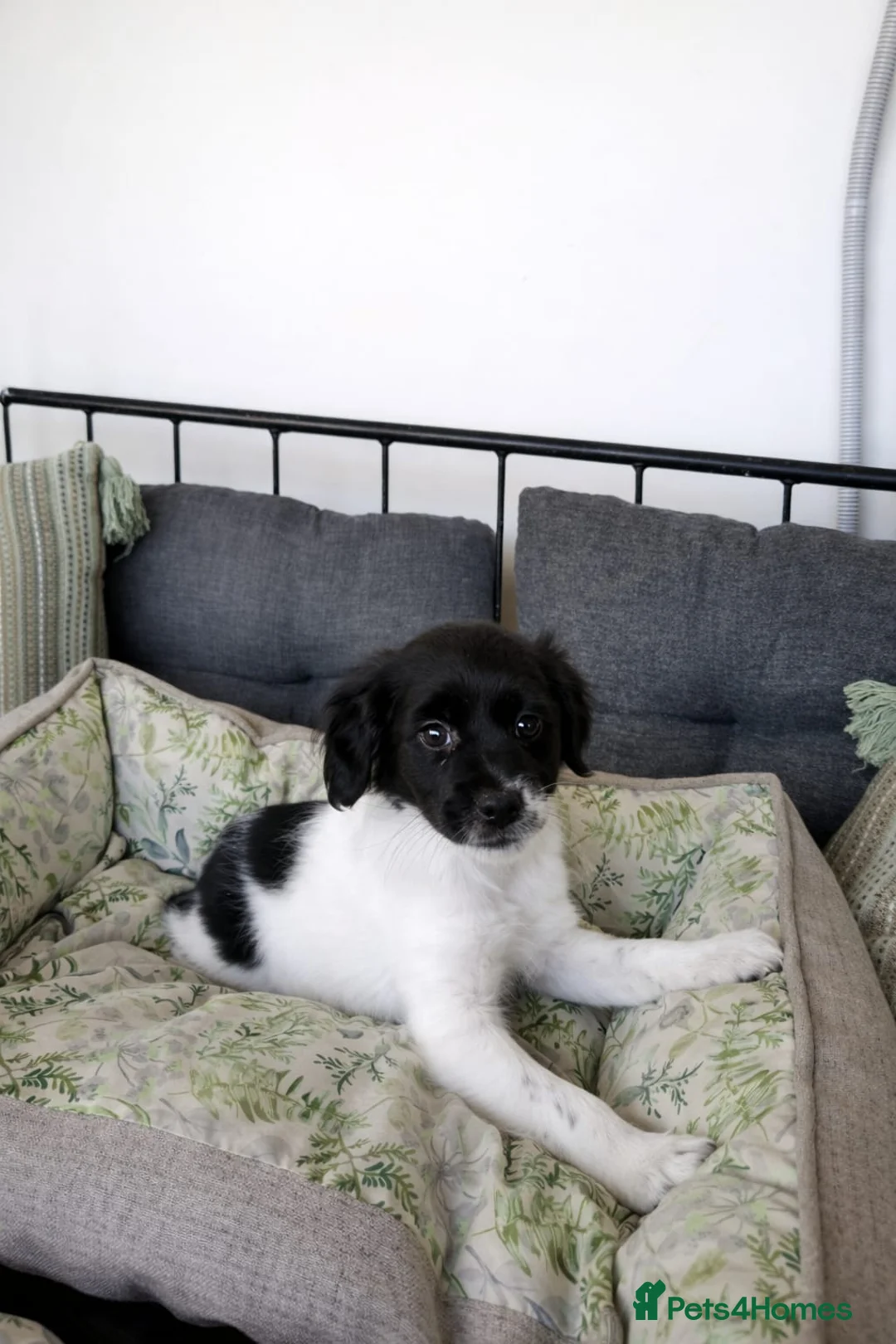 Mixed Breed dogs for adoption: 💕Wilma-Mochi: bringing joy wherever her paws go💕 in Maidstone - Advert 2