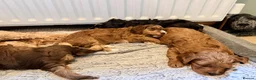 Cockapoo dogs for sale: F3 cockerpoos - Advert 19
