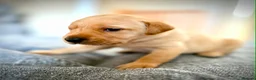 Labrador Retriever dogs for sale: KC Registered Labradors  - Advert 19