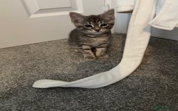 Maine Coon cats for sale: Grey Ragdoll / Mainecoon kitten - Image 5