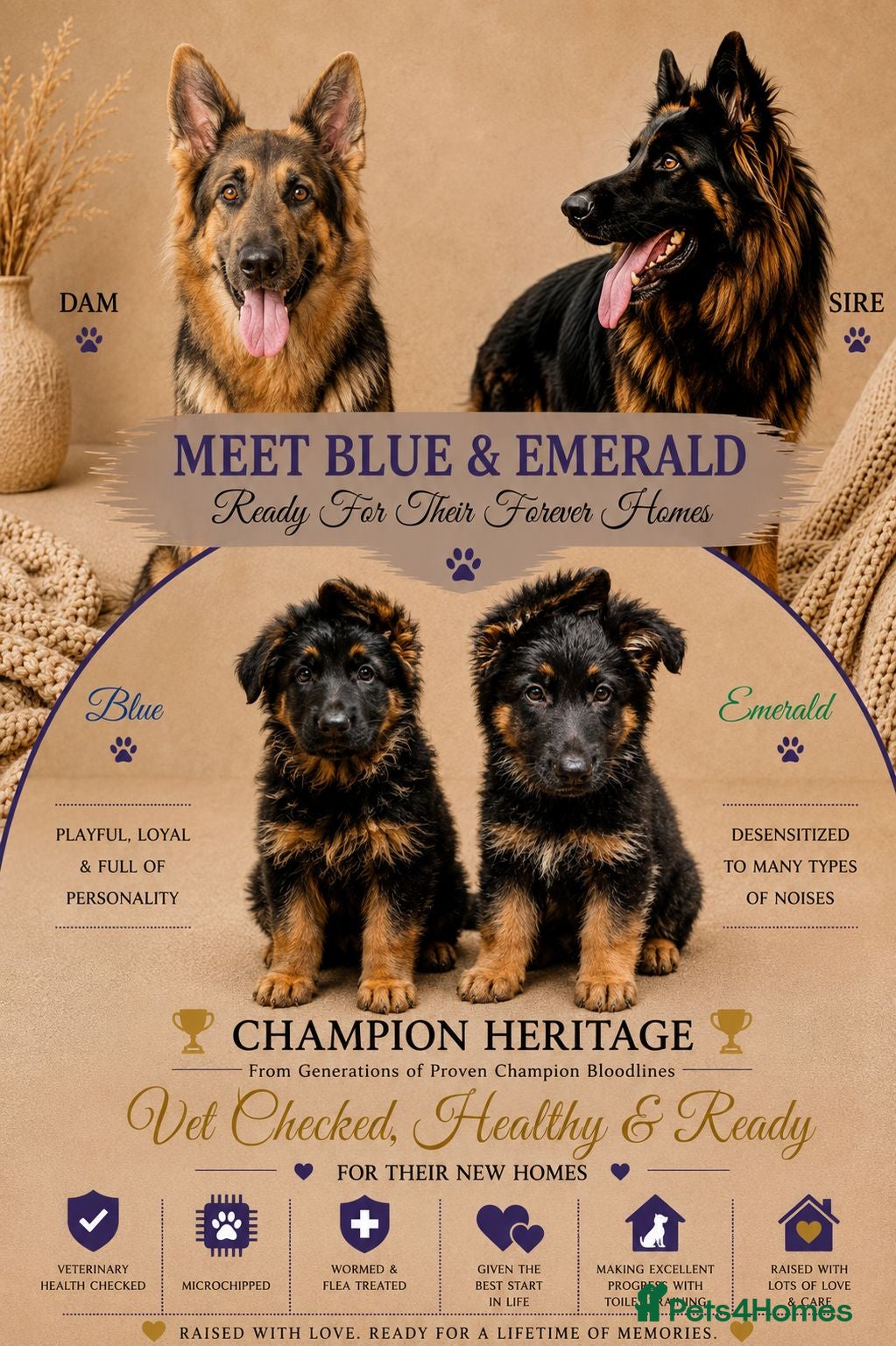 German Shepherd dogs 2 healthy straight back KC registered male GSP's  - Advert 1