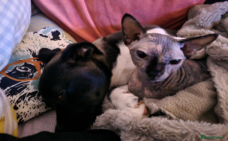 Sphynx cats - Advert 1