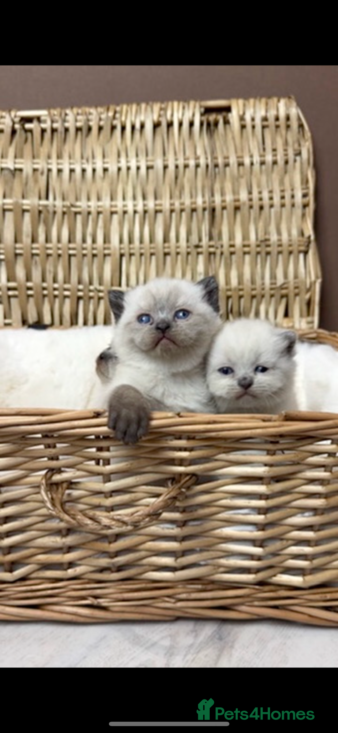 British Shorthair cats for stud: GCCF ACTIVE COLOURPOINT STUD in Ingatestone - Advert 7