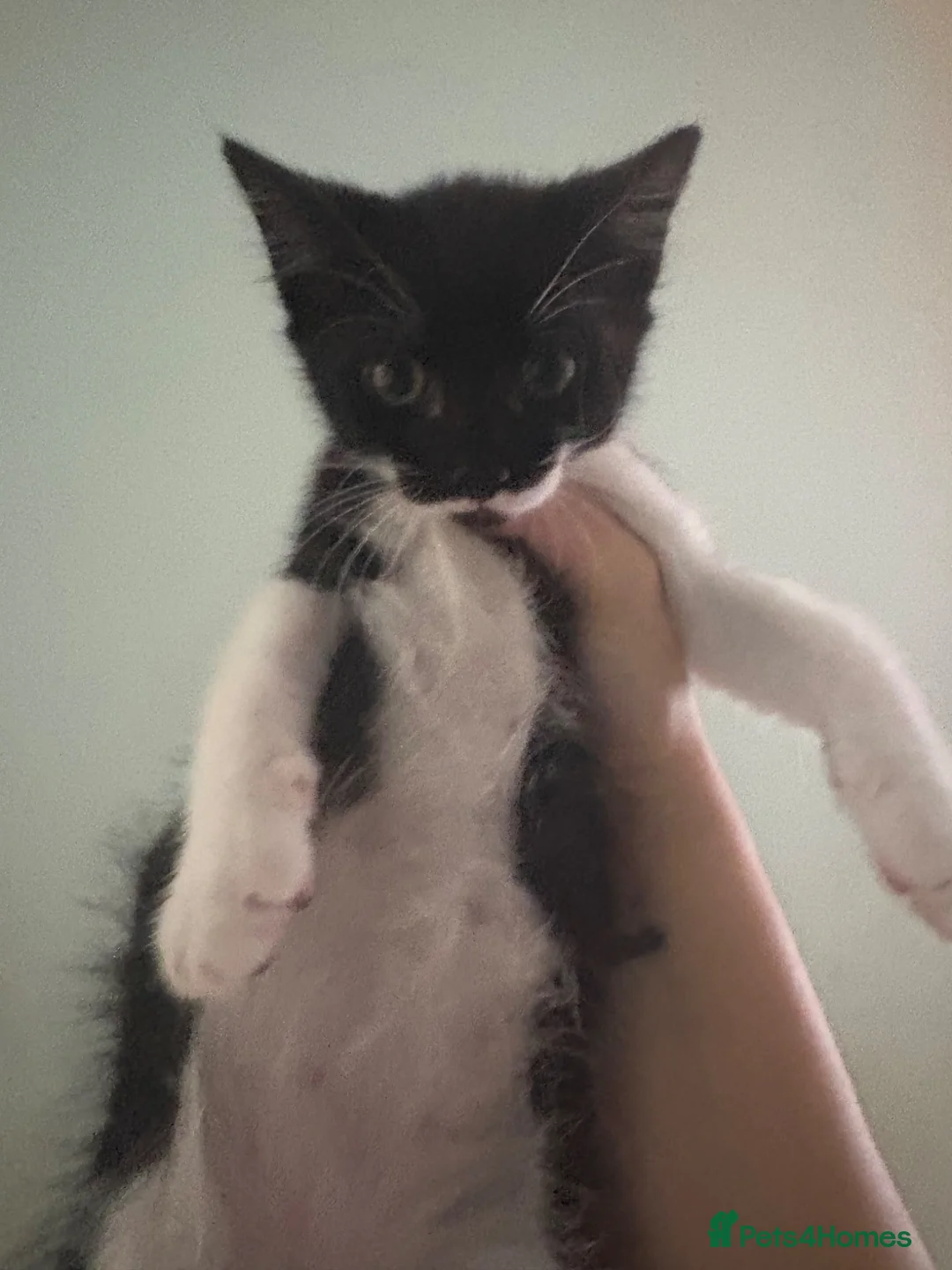Mixed Breed cats for sale: Kittens for sale  in Salisbury - Advert 4