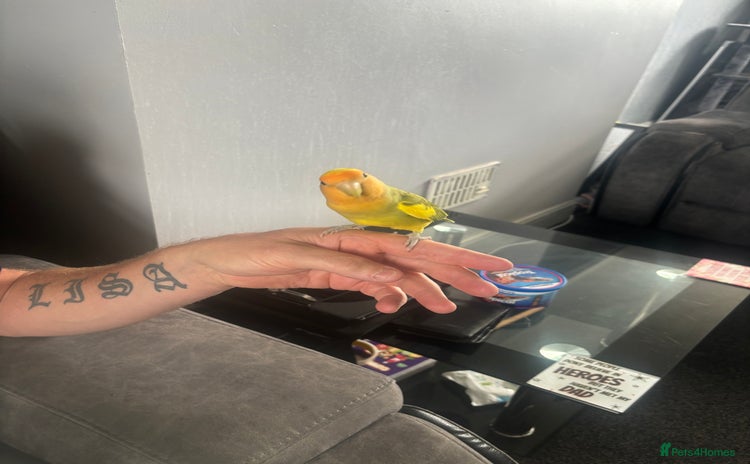 Lovebirds birds - Advert 6