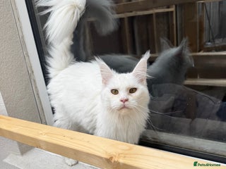 Maine Coon cats Female Mainecoon - Advert 1