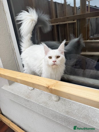 Maine Coon cats - Advert 15