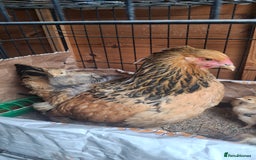 Chickens poultry for sale: Brahma chicks available  - Image 1