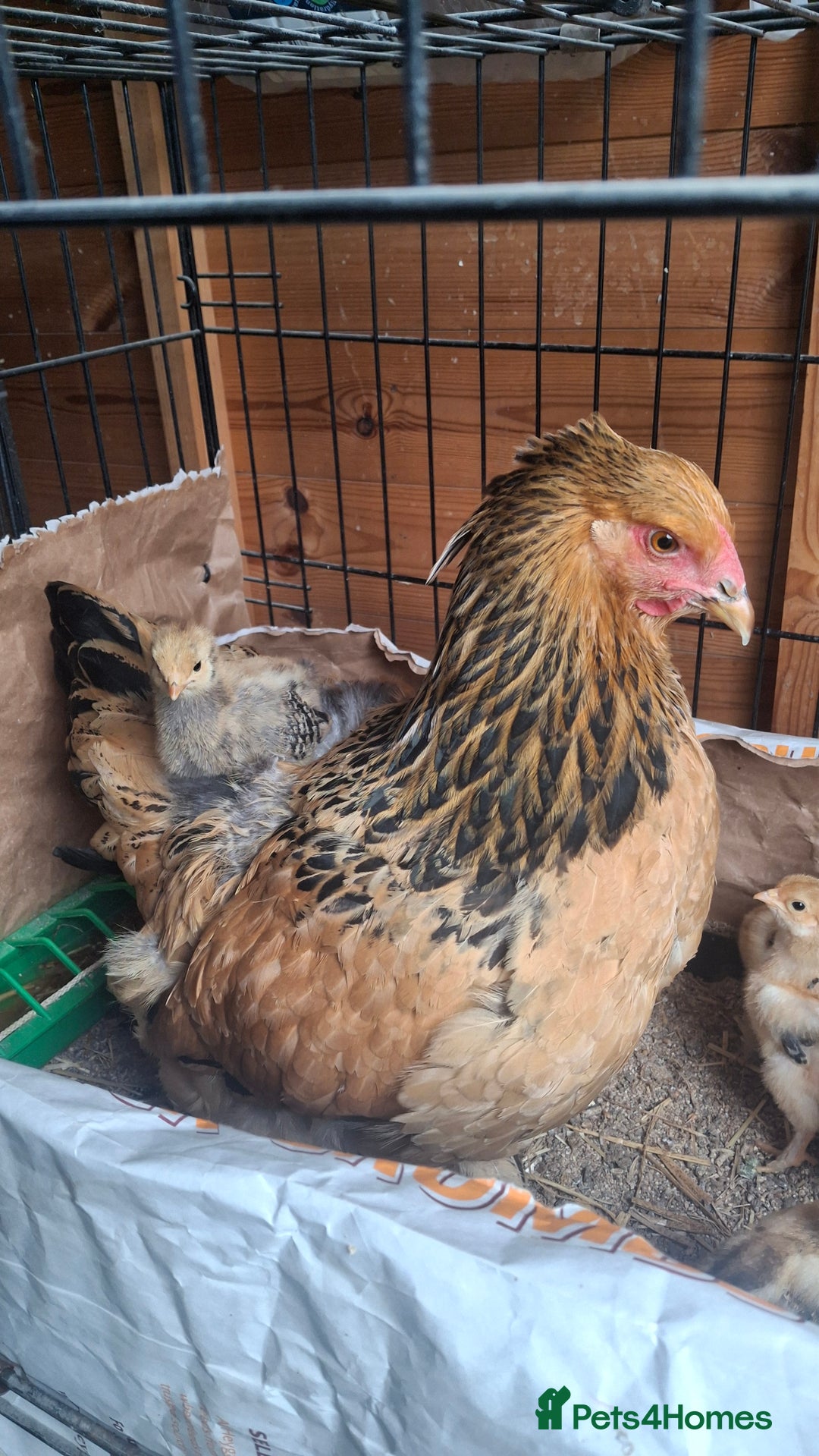 Chickens poultry for sale: Brahma chicks available  - Image 1