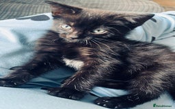 British Shorthair cats for sale: 2 kittens for rehoming - Image 4