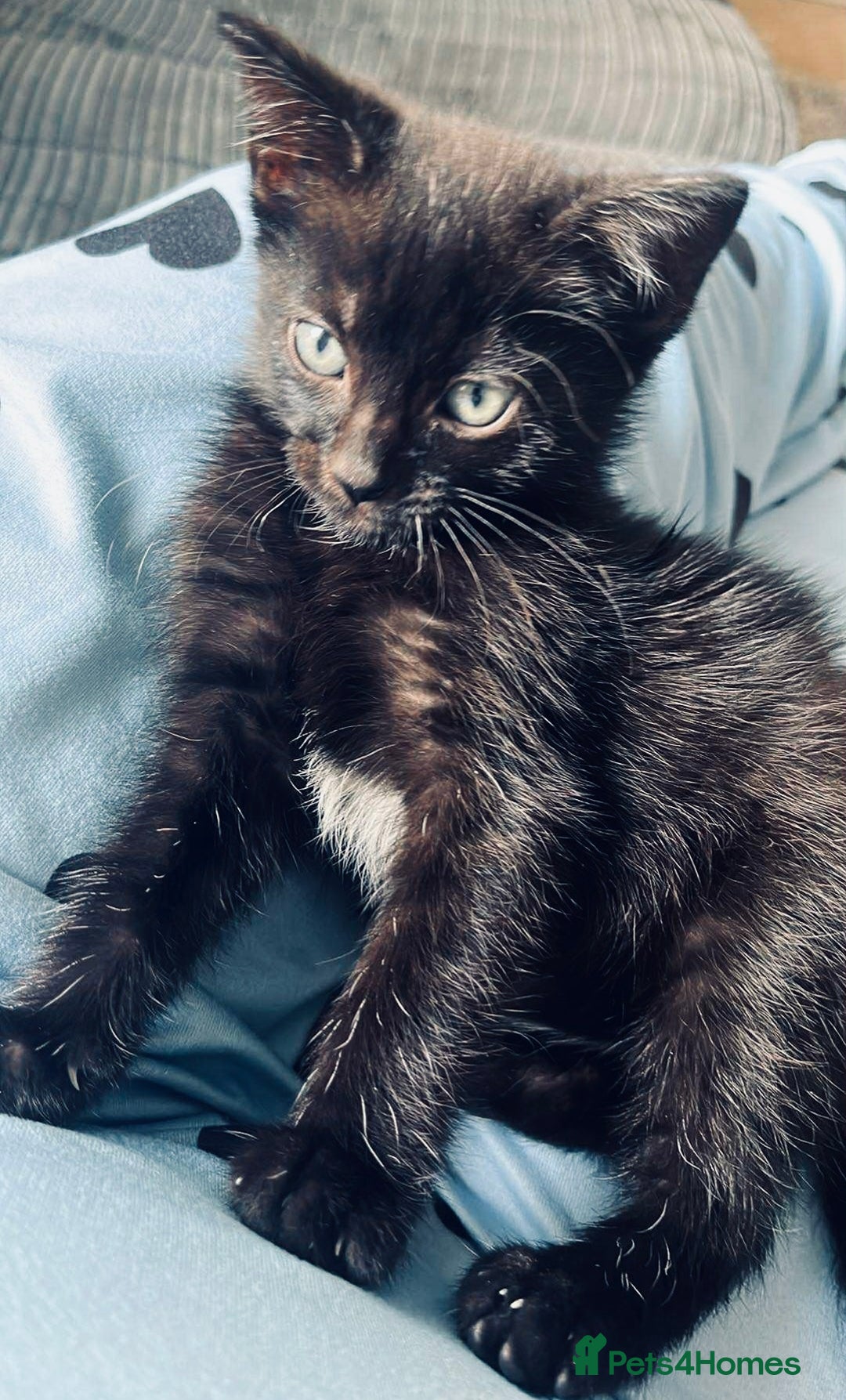 British Shorthair cats for sale: 2 kittens for rehoming - Image 4