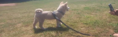 Mixed Breed 3