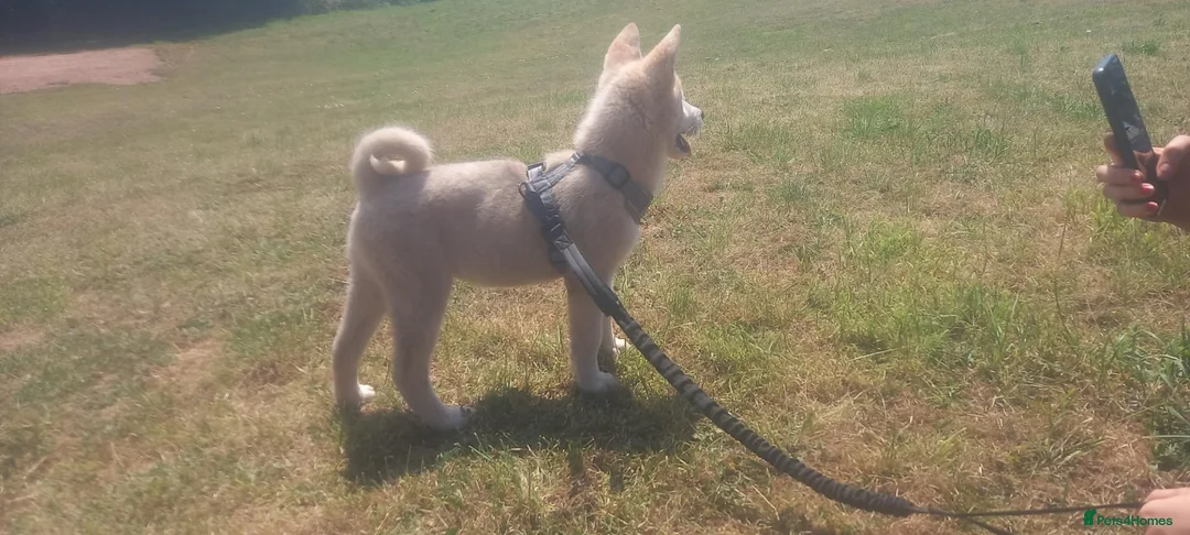 Mixed Breed dogs for sale: 3 puppies for sale  - Advert 5