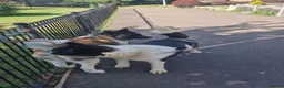 Akita dogs for sale: Pedigree mother, father pure breed. 1Female puppy  in Spalding - Advert 13
