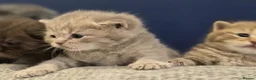 British Shorthair cats for sale: Gorgeous British Shorthair kittens Cute & Adorable - Advert 33