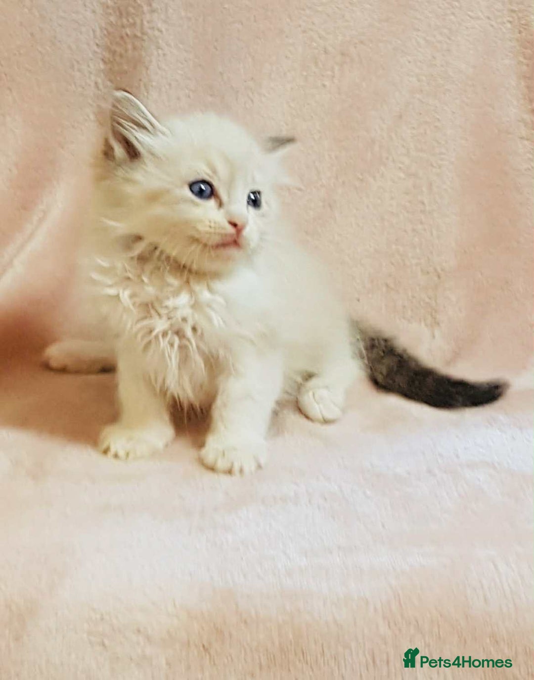 Ragdoll cats for sale: Ragdoll kittens - Image 3