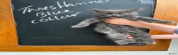 Maine Coon cats for sale: Outstanding Maine Coon Kittens - Advert 10