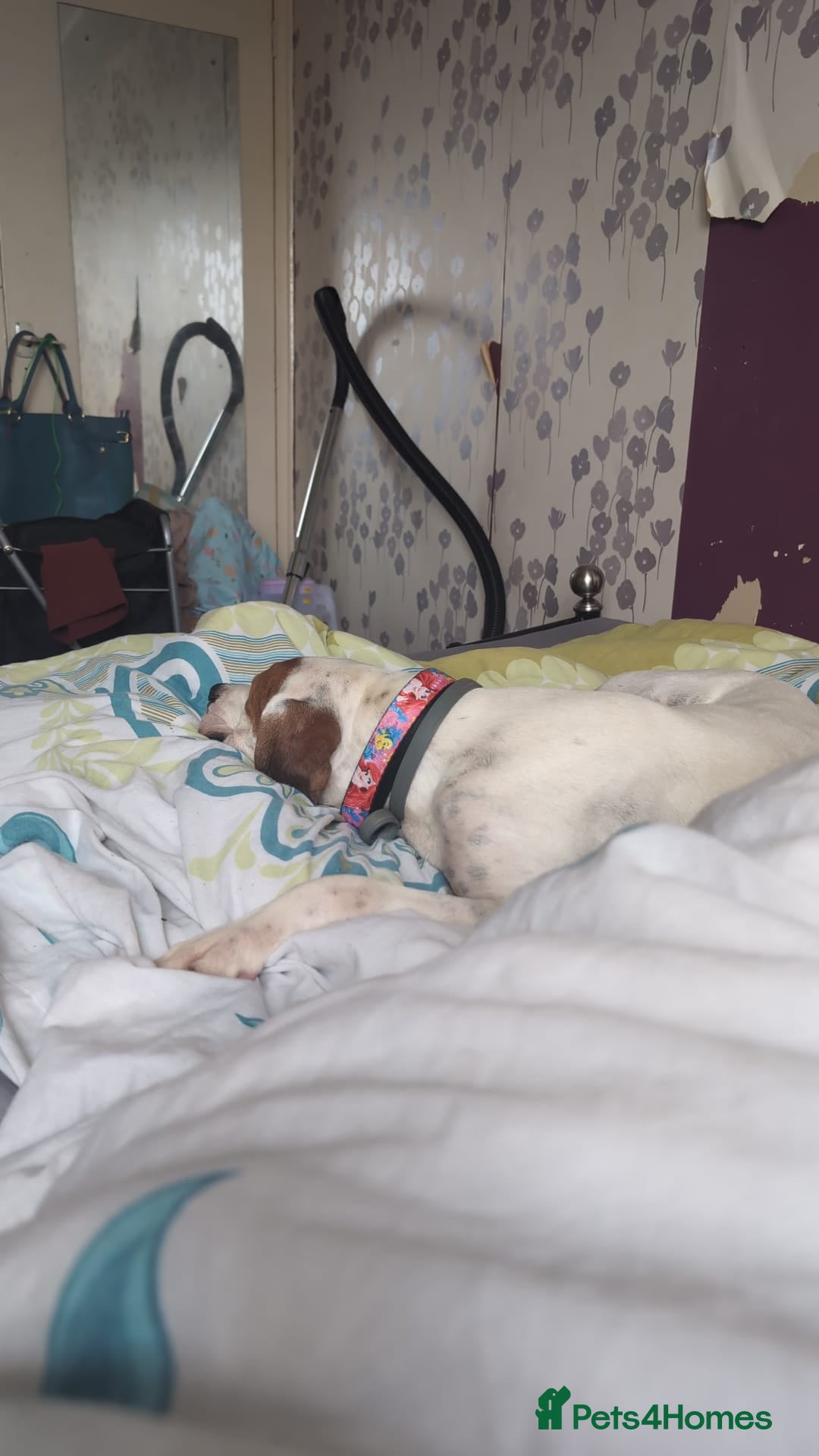 Mixed Breed dogs for adoption: Jenny , a Cyprus sweetheart ♥️  - Image 4