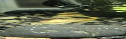 Plecos fish for sale: Angel wing bristlenose albino  baby's  - Advert 8