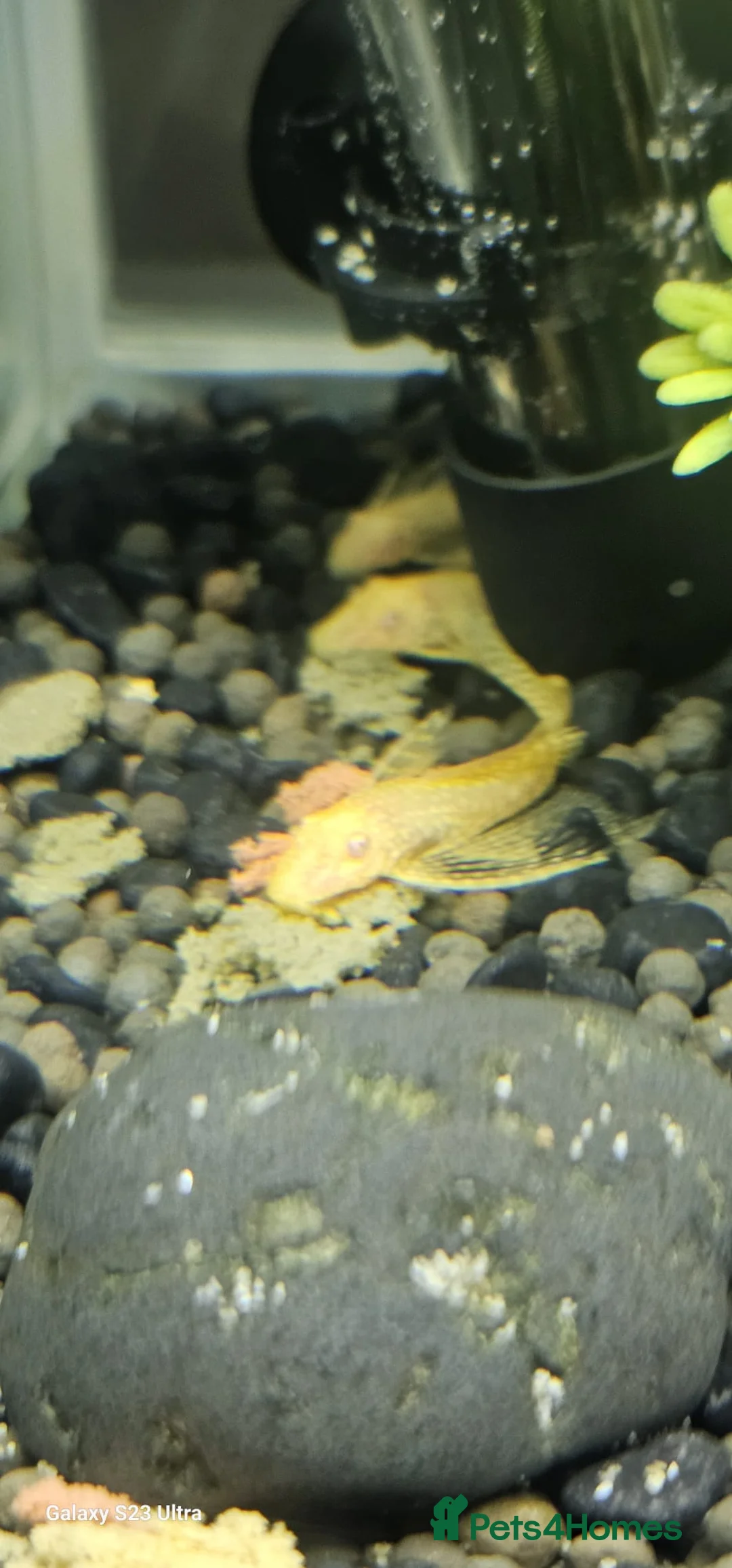 Plecos fish for sale: Angel wing bristlenose albino  baby's  - Advert 8