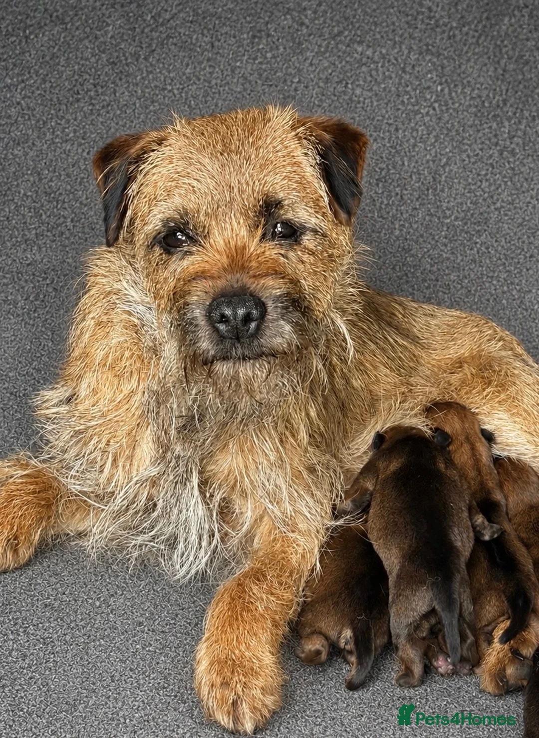 Border Terrier dogs for sale: Pure border terrier pups  - Advert 12