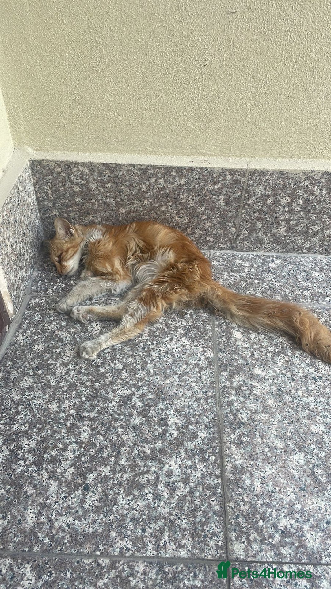 Persian cats for adoption: Super Loving Tripod Girl - Image 7