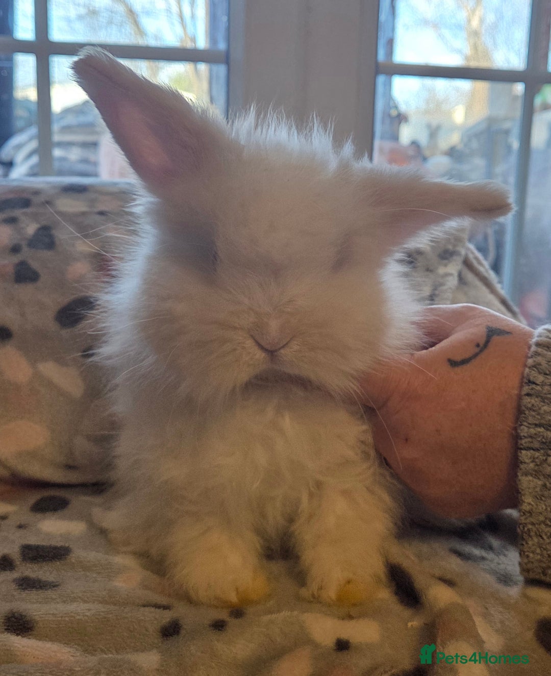 Mini Lion Lop rabbits for sale:  Male teddywidder bunnies  - Advert 13