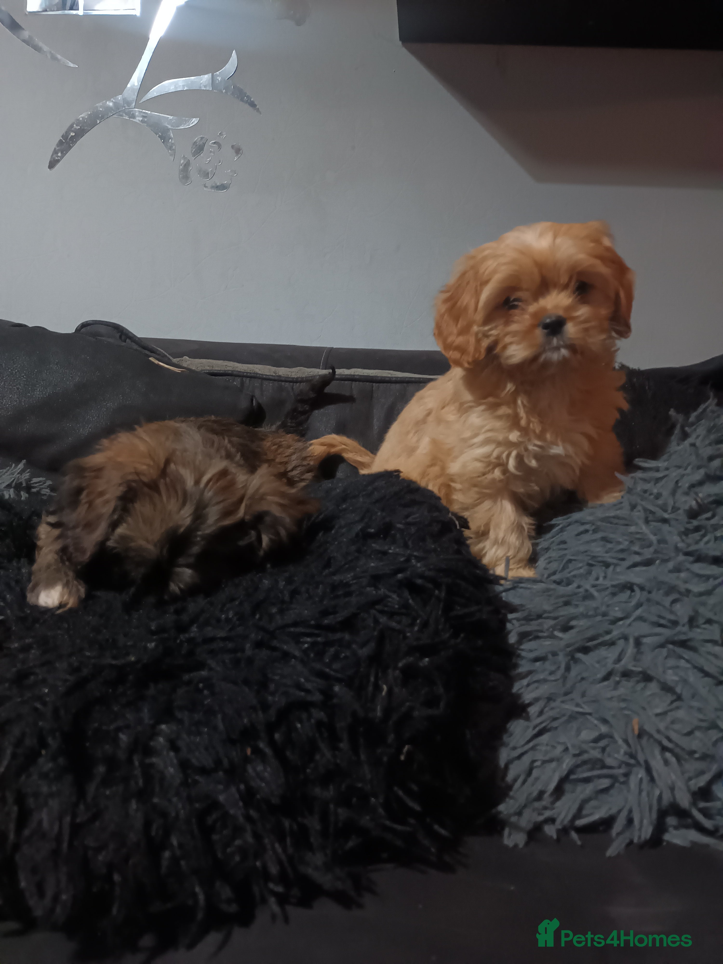 Cava Tzu dogs Cava-Tzu pups - Advert 1