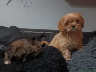 Cava Tzu dogs Cava-Tzu pups - Advert 3